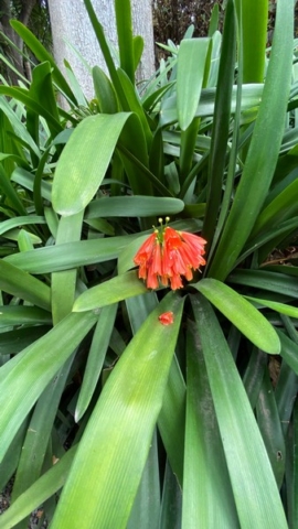 JardinBotanico_JN_32