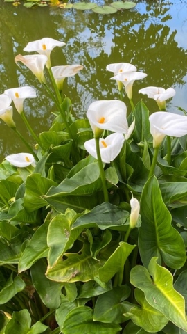 JardinBotanico_JN_33