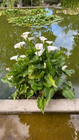 JardinBotanico_JN_34