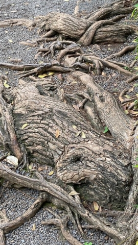 JardinBotanico_JN_35