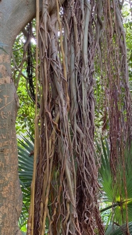 JardinBotanico_JN_36
