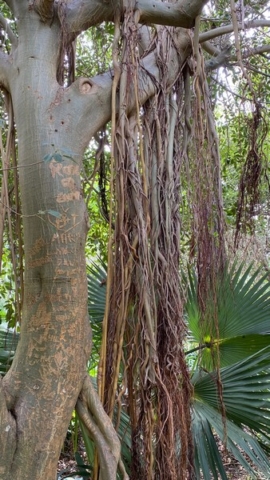 JardinBotanico_JN_37