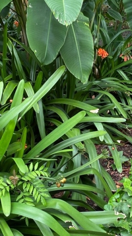 JardinBotanico_JN_38