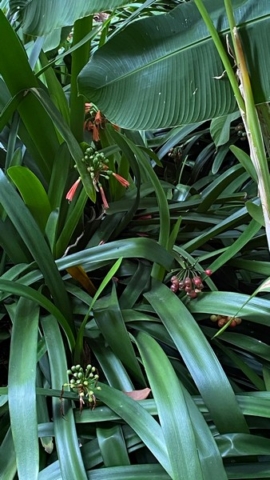 JardinBotanico_JN_39