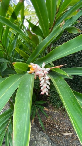 JardinBotanico_JN_4
