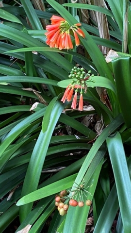 JardinBotanico_JN_40