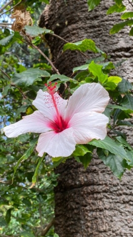 JardinBotanico_JN_41