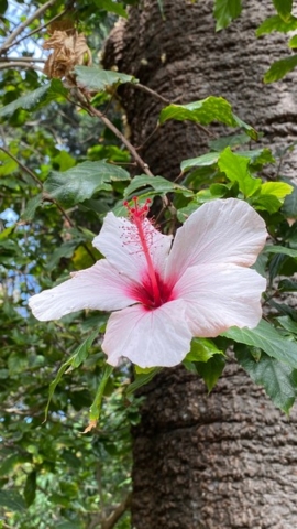 JardinBotanico_JN_42