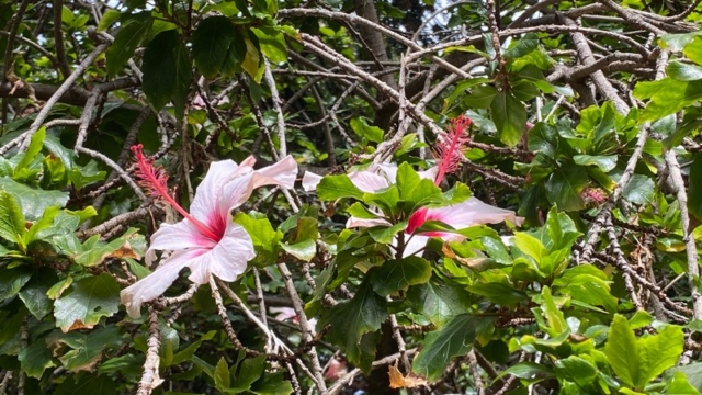 JardinBotanico_JN_43