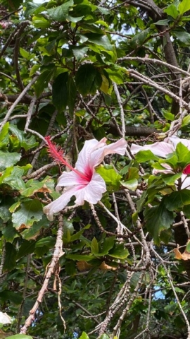 JardinBotanico_JN_44