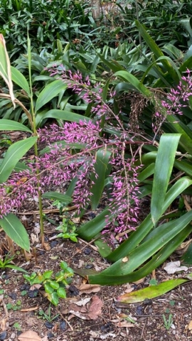 JardinBotanico_JN_46