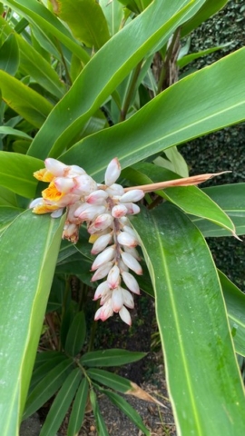 JardinBotanico_JN_5