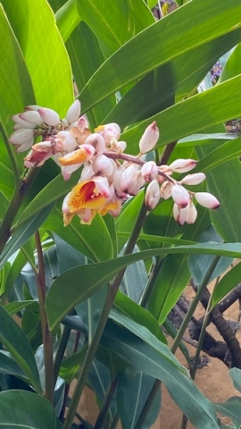 JardinBotanico_JN_50