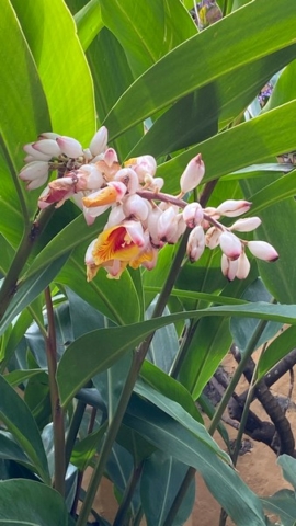 JardinBotanico_JN_51