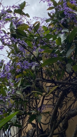 JardinBotanico_JN_53