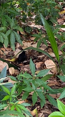 JardinBotanico_JN_55
