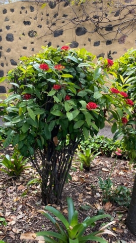 JardinBotanico_JN_57