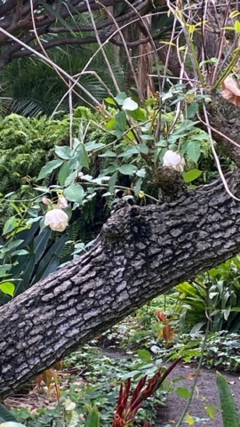 JardinBotanico_JN_58