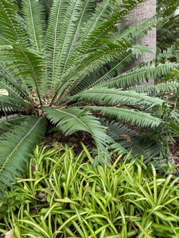 JardinBotanico_JN_59