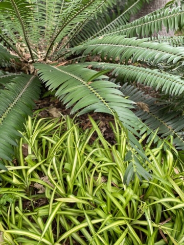 JardinBotanico_JN_60