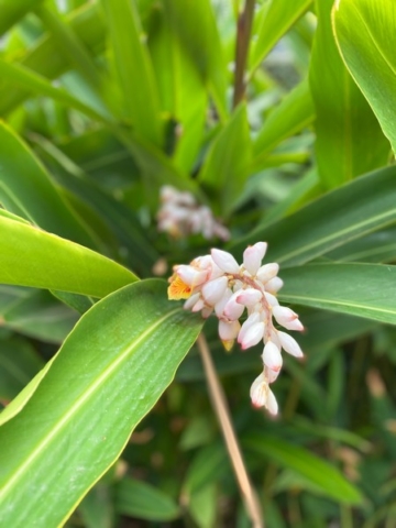 JardinBotanico_JN_65
