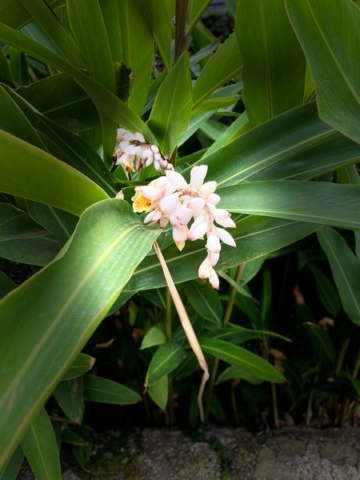 JardinBotanico_JN_66