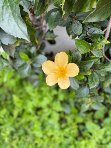 JardinBotanico_JN_67