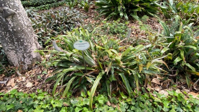 JardinBotanico_JT_10