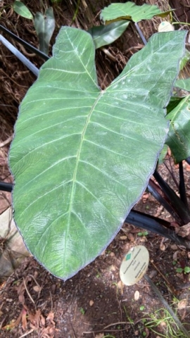 JardinBotanico_JT_11