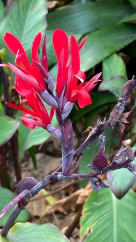 JardinBotanico_JT_12