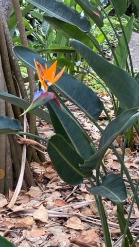 JardinBotanico_JT_15