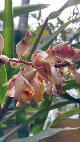 JardinBotanico_JT_16