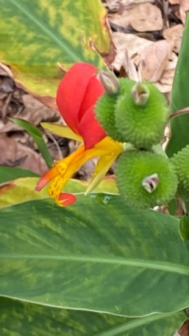 JardinBotanico_JT_17