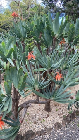 JardinBotanico_JT_18