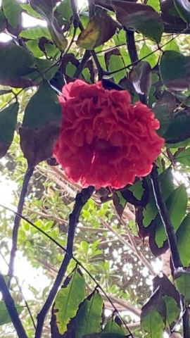 JardinBotanico_JT_20