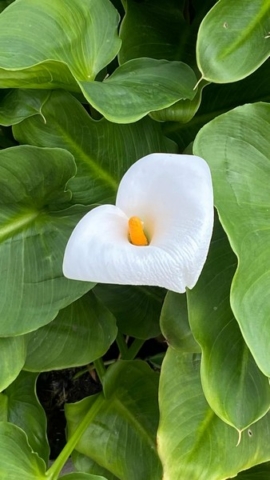 JardinBotanico_JT_22