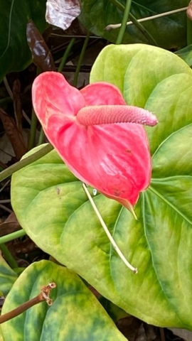JardinBotanico_JT_23