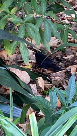 JardinBotanico_JT_24