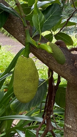 JardinBotanico_JT_25