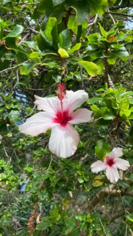 JardinBotanico_JT_27