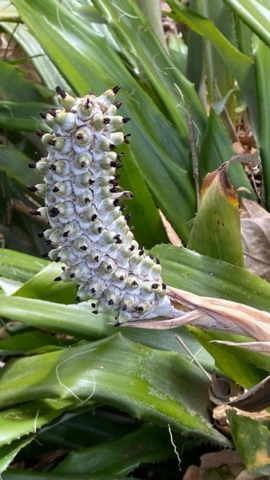 JardinBotanico_JT_29