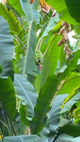 JardinBotanico_JT_3