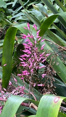 JardinBotanico_JT_30