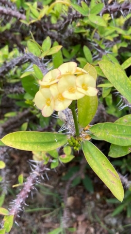 JardinBotanico_JT_33