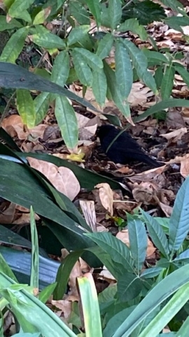JardinBotanico_JT_35