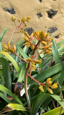 JardinBotanico_JT_36