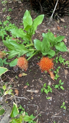 JardinBotanico_JT_38