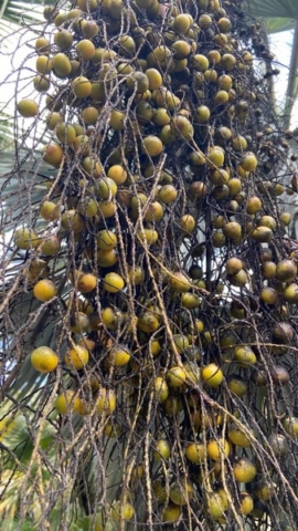 JardinBotanico_JT_39