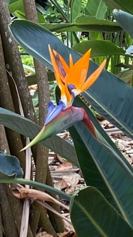 JardinBotanico_JT_4