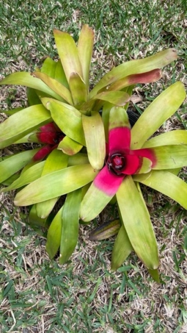 JardinBotanico_JT_43